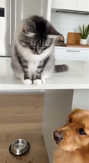 Cat Knocks Dog’s Food Bowl Over… Just Because 😼🍲 Chaos Ensues!