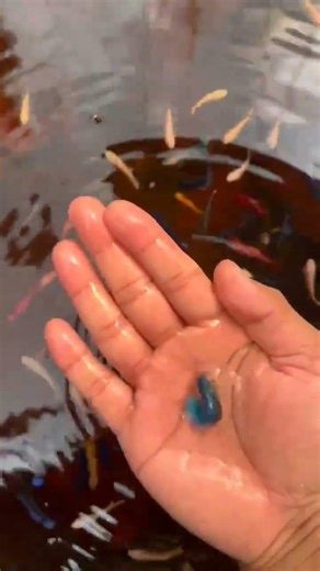 aquarium fish available betta male available for sale