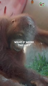Join us in commemorating #EndangeredSpeciesDay! With all #orangutan species being #CriticallyEndangered, we must protect these incredible #GreatApes before it’s too late! Your support is crucial, and the good news is that you can #help in many different ways. 🦧 #Donate to our current appeal and #HelpUs build a new #OrangutanJungleSchool: bit.ly/New-Orangutan-Jungle-School-FB 🦧 #Adopt one of our #orphaned #orangutans: bit.ly/Adopt-an-Orangutan 🦧 #Volunteer with us in #Borneo: bit.ly/Orangutan-
