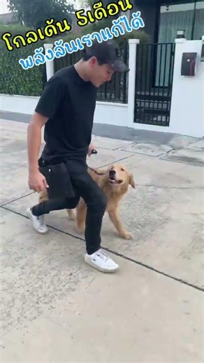 ใครเคยโดนลากบ้าง #goldenretreiver #pets #doglife #dogtrainingthailand #dog #หมา #สุนัข #ฝึกสุนัข