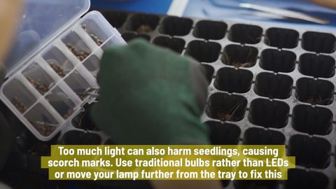 5 Rookie Mistakes To Avoid When Growing Seeds At Home