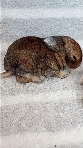 Baby Mini Lop Rabbits - 1 week old
