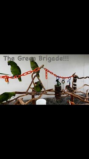1.9K views · 60 reactions | We have a new dominant color in the bird room!!! Green is in!!! Yellow Nape Amazon, Alexandrian Parrot, Lilac Crowned Amazon | Wholesale Bird and Cage | Facebook