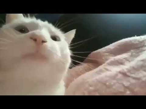 Vibe Cat Meme Vibing to Crazy- Gnarles Barkley- 1 HOUR