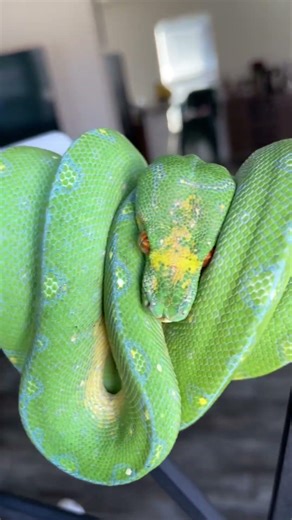 Sheshh 😮‍💨 #youtubeshorts #snake #reptiles #animals #nature #shorts #viral #wildlife #python #4k