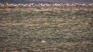 351K views · 9.7K reactions | Caribous Migration, Wild Animal Hindi, #kindnessmatters #kindness #documentary #wildanimals #wildlife #hindi | Wild Animals Hindi | Facebook