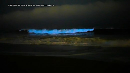 Bioluminescent waves return to California beach thanks to algae bloom