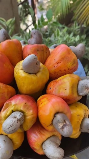 Cashew processing is indeed a very tough and labor-intensive process