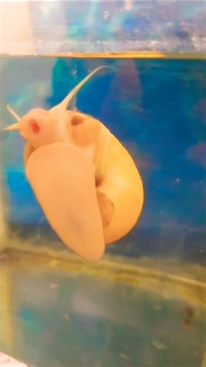 How to Clean an Apple Snail 🐌 | Safe and Easy Method🌿 #aquarium #plant #fish