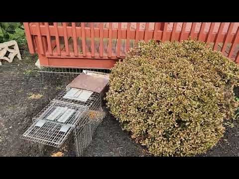 Getting the Groundhog Under the Deck