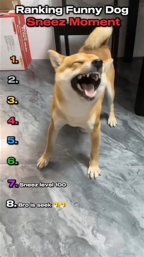 Ranking abnormal dog sneez 🤣🤧 #ranking #dog #shortsfeed