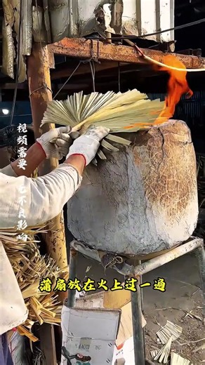 Making palm-leaf fans #SciencePopularization #StrangeStories