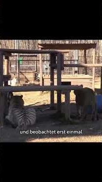 Tiger King bitten by his own tiger and fighting for his life