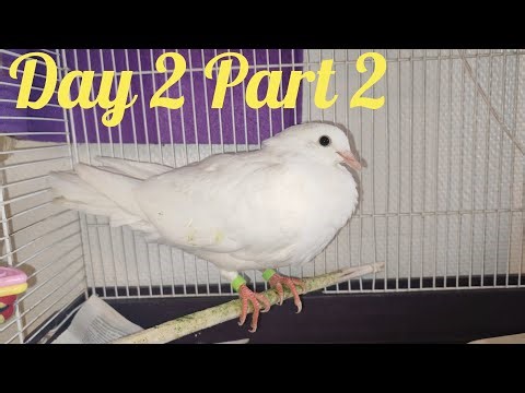 LIVE Dove Taming 🕊️ | Day 2 Progress | Hand Feeding Training (Part 2)
