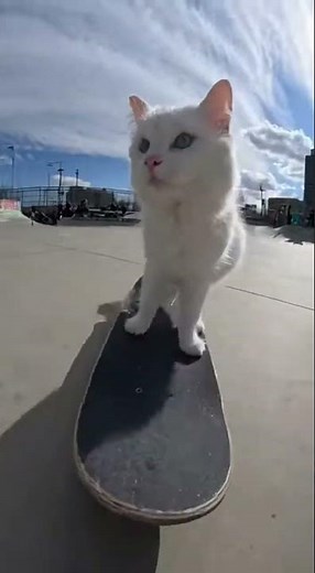 White Cat Doing Skateboard Stunts 🐱🛹 Amazing Tricks