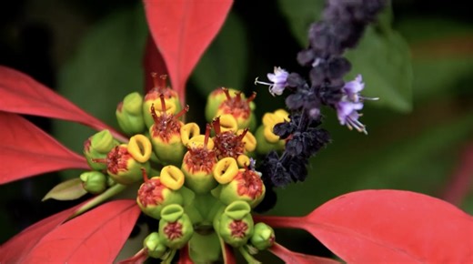 How to Plant and Grow Euphorbia