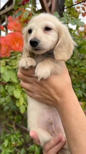 The Cutest Mini Golden Dachshund 🩵 #englishcreamdachshund #jamnikkremowyangielski #short #puppy
