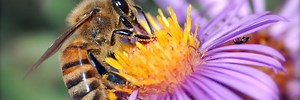 Bees can sense—and learn from—the electric fields of flowers