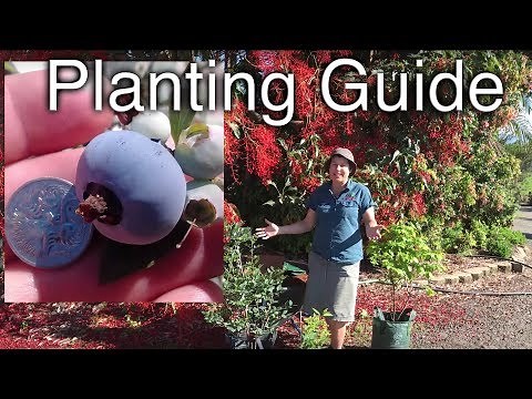 How to Plant a Blueberry Plant in pots - The ideal Potting mix