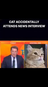6.2K views · 55 reactions | Look at that cat | Reporter can't stop laughing at grumpy cat | Today Show Australia . . #newsanchor #australia #grumpycat #MeerMediaProductions #viral #memes | Meer Media Productions | Facebook