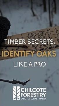 Timber Secrets: How to Identify Red Oak vs White Oak Seedlings
