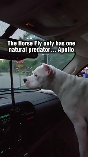 Dogo Argentino vs Horse fly #dogo #dogoargentino