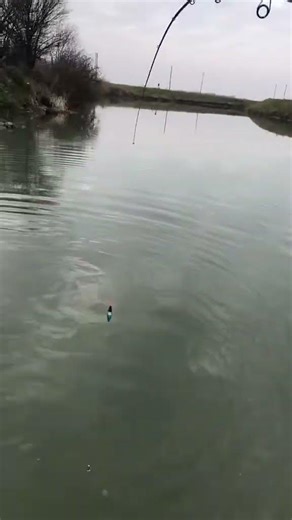 Fish Didn’t See This Coming 😱🐟 #shorts #youtubeshorts #fishhunting #fishcatch