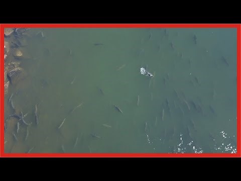 AMERICAN RIVER SALMON FISHING | General Fishing Access