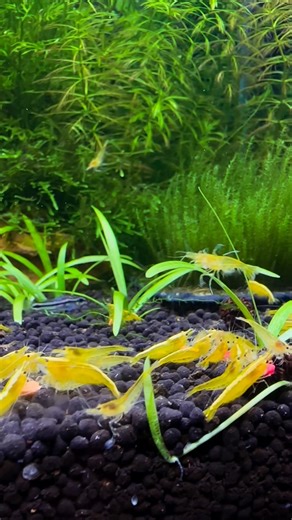 Yellow Fire Shrimp, Yellow Tiger Endlers and Pygmy Corydoras #aquarium #aquascapelowtech #shrimp