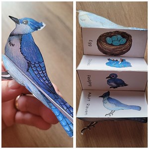 Blue Jay Life Cycle, Bird Sequence and Fold Kids' Science Craft, A4 and 11x8.5 In, Digital Download, Cut and Paste, Foldable Template - Etsy UK
