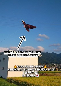 1.6M views · 10K reactions | #viral TUTORIAL Cara Paling Ampuh Menghalau Burung  Pemakan Padi Di Jepang  | Rais Sobat Ngarit Sumbawa | Facebook