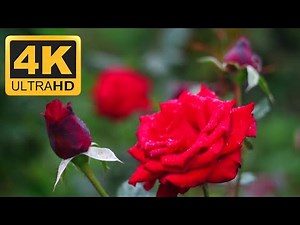 FLOWERS IN 4K RESOLUTION. INSTRUMENTAL MUSIC