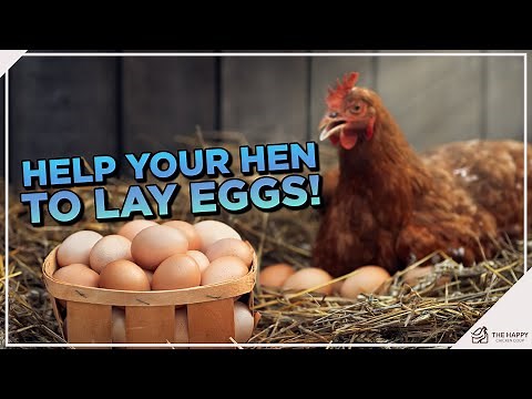 How to Make Chickens Lay Eggs?