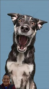 😂 DOG’S SHOCKED REACTION CAUGHT ON CAMERA! 😂🐾 | FUNNIEST DOG EXPRESSION EVER! #shorts #dog