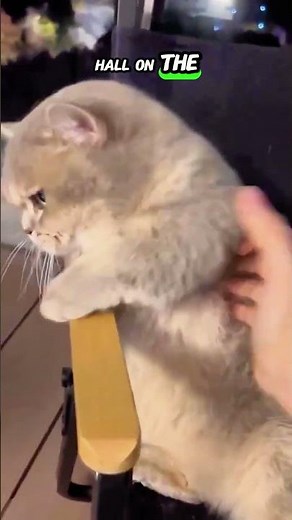 My cat is the Boss 🐱 #cat #grumpycats #funnycats #catitude #adorable #bosscat