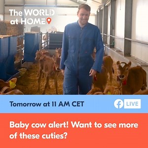 Want to learn more about these adorable cows (and all the delicious cheese they produce)? Tune in tomorrow at 11 AM CET for a virtual trip to a Dutch farm with local guide, Niek. Find out more about this Dutch cheese-making experience: https://bit.ly/36aqDdp For more online experiences and travel inspo, sign up to our newsletter: https://bit.ly/2zJunGI | GetYourGuide