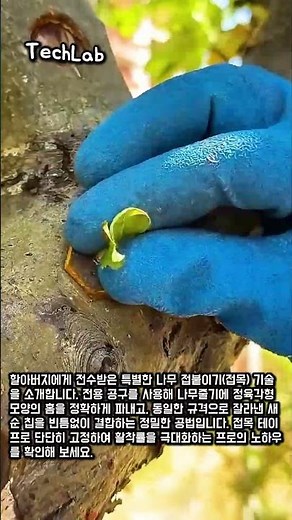 할아버지께 배운 정밀 나무 접붙이기 기술 #worker #process #grafting #tree #nature