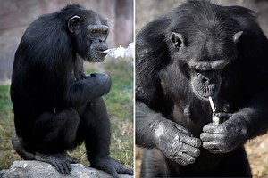 Heartbreaking story of Azalea the chain-smoking chimp who puffed 40-a-DAY