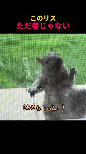 このリスただ者じゃない