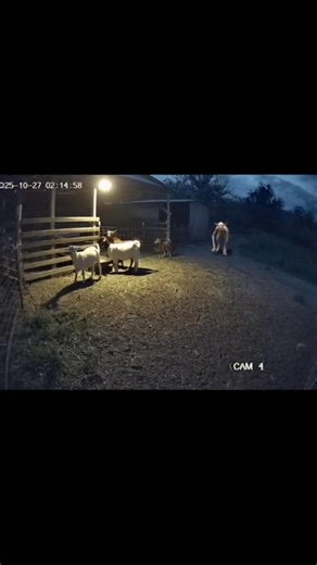 Late-night CCTV footage reveals a mysterious creature walking down a dark, empty street. The moment looks real — not edited! Watch carefully as the creature suddenly appears and disappears. Could it be paranormal activity or something unknown? 👀 Watch till the end and tell us what you think! mysterious creature caught on camera, real cctv footage, paranormal activity, scary night video, mystery footage, creepy caught on camera, ghost caught on cctv, unexplained video, real paranormal clip, crea