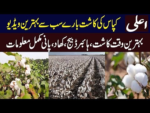 Best Method Of Cotton Cultivation | Cotton Farming in Pakistan ||