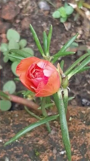 Portulaca (Moss Rose) Blooming