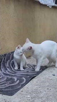 FCV Feline calicivirus