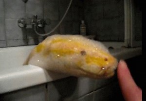 Boop! | Snakes With Hats