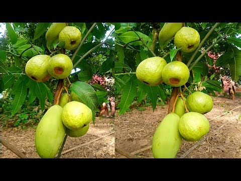 Mango Grows From Guavas | How to Graft Guavas with Mango Fast get amazing fruit