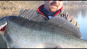 302K views · 3.8K reactions | Pretty impressive video compilation of huge zander release by Dalien and his buddy Boris from Sava river in . Some of these fish are pushing 11 kgs boys and girls... #savageworld | Savage Gear | Facebook