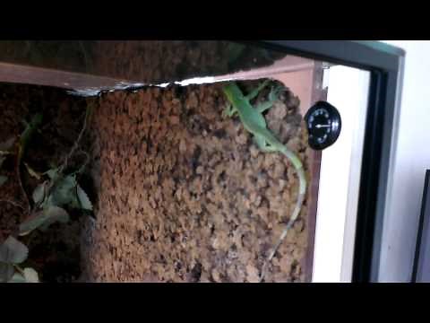 Iguana eggs hatching