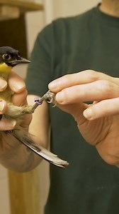 Our blue-crowned laughingthrush chicks have some new bling! Have you ever wondered why we band our birds? In order to identify and keep track of individual birds, Bird staff put aluminum and/or colored bands on birds' legs. Similar to the license plate on a car, each aluminum band is engraved with a unique set of numbers. Colored bands make it possible for our Bird team to tell individual birds apart by sight without having to recapture them. | Audubon Zoo