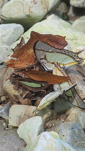 Nawabs & Rajahs Butterfly Feast 🦋✨ | Rare Butterfly Gathering