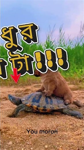 Funny Dog Memes That Will Make You Cry Laughing 😂 Turtle vs Rabbit Twist! #shorts #shortsvideo